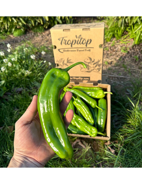 Comprar Pimientos Italianos Rojos Online en Tropitop