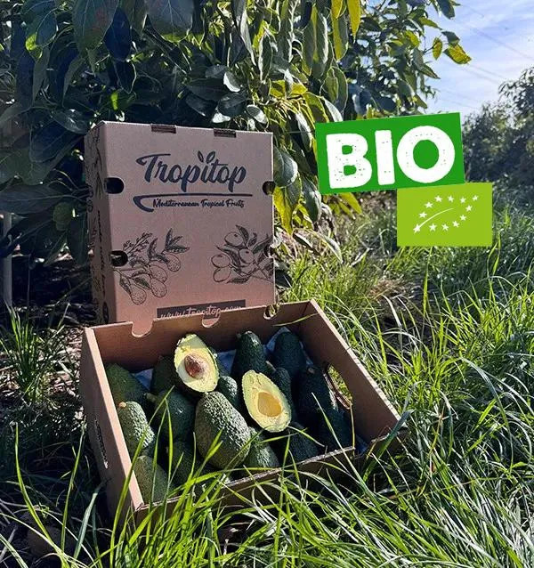 Acquista gli avocado online su Tropitop