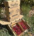 Cerises