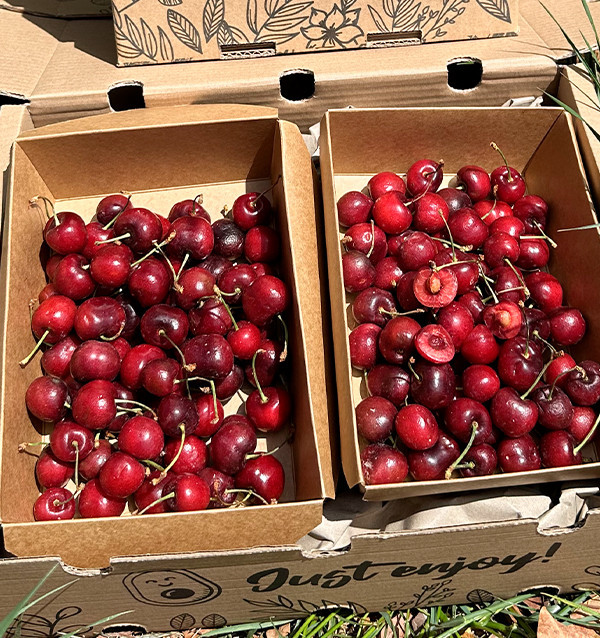 Comprar Cerejas Online na Tropitop | Cerejas Frescas de Castellón