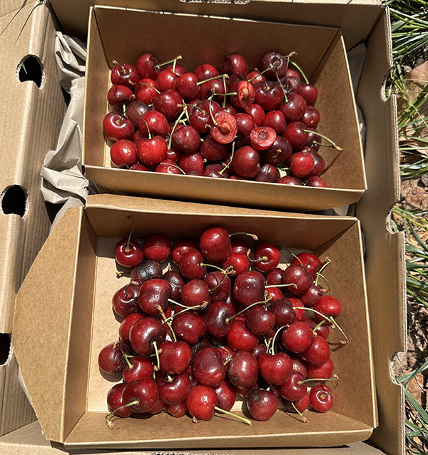 Comprar Cerezas Online en Tropitop | Cerezas Frescas de Castellón