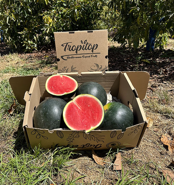 Buy Black Watermelon Online at Tropitop