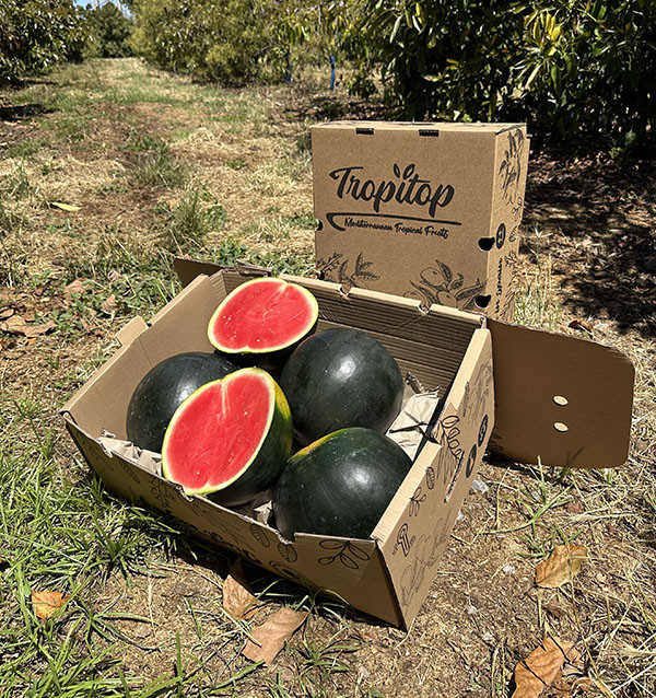 Schwarze Wassermelone Online bei Tropitop Kaufen