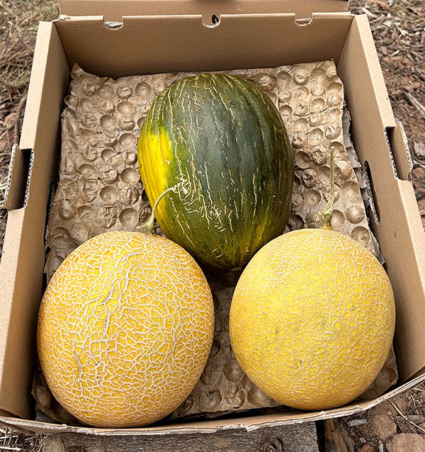 Pack de Melones | Comprar melón piel de sapo y galia online