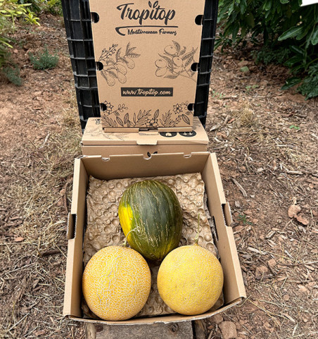 Paket Melonen | Sapo-Melone und Galia-Melone online kaufen