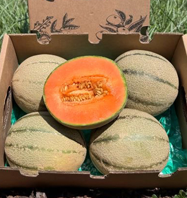 Comprar Melão Cantalupo Online | Melão Doce de Época | Tropitop
