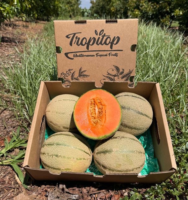 Cantaloupe Melone Online Kaufen | Süße Saisonfrucht | Tropitop