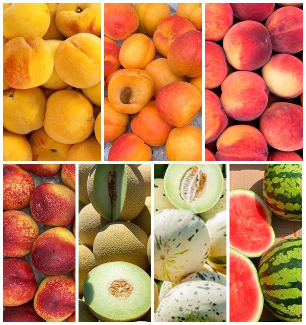Comprar Caixa de Frutas da Estação Online na Tropitop
