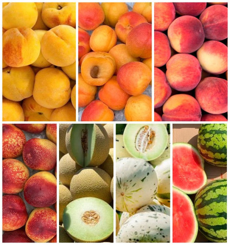 Comprar Caja de Frutas de Temporada Online en Tropitop