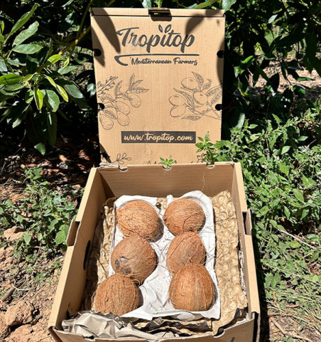 Comprar Coco Online | Coco Fresco Inteiro | Tropitop