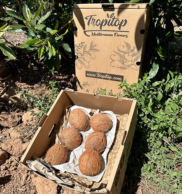 Acheter de la Noix de Coco en Ligne | Noix de Coco Tropicale Naturelle | Tropitop