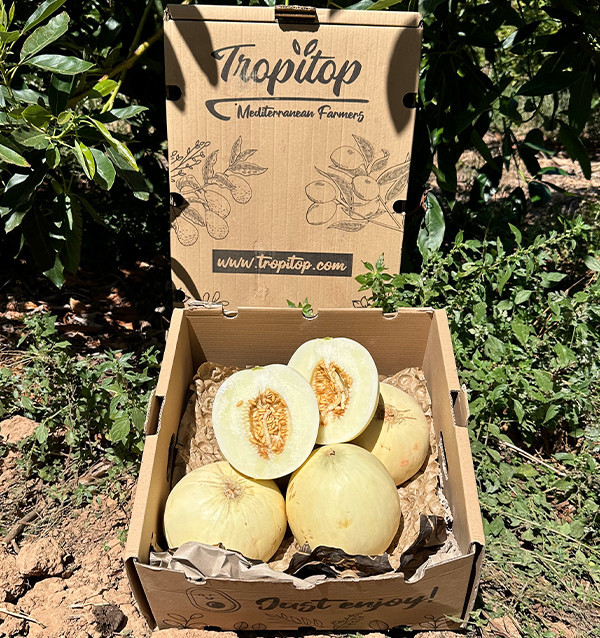 Acquistare Melone Sugar Online | Melone Dolce Premium | Tropitop