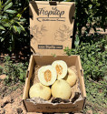 Melón Sugar