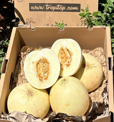 Comprar Melão Sugar Online | Melão Doce Premium | Tropitop
