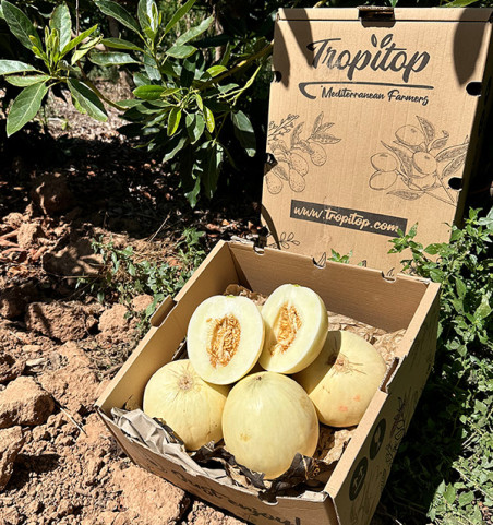 Melon Sugar online kaufen | Premium süße Melone | Tropitop
