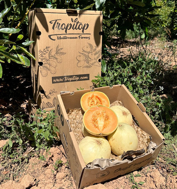Acquistare Melone Sugar Online | Melone Dolce Premium | Tropitop