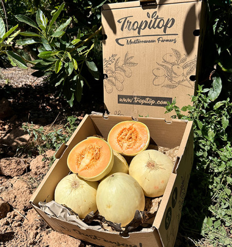 Acheter Melon Sugar en ligne | Melon doux premium | Tropitop