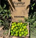 Limette
