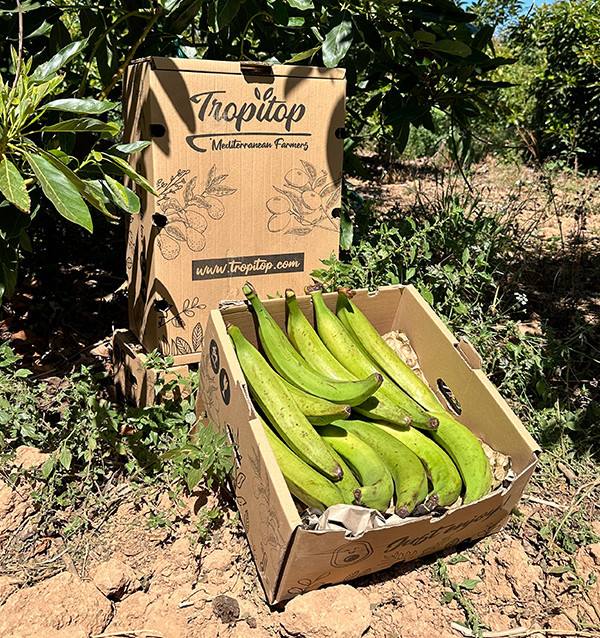 Kochbanane