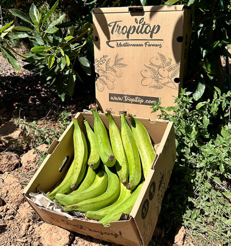 Kochbanane