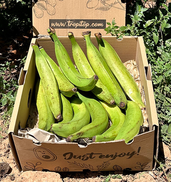 Kochbanane