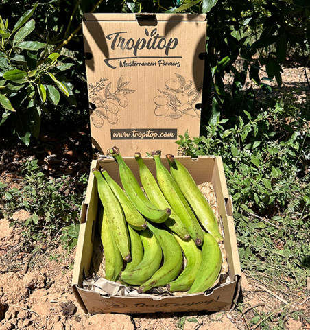 Kochbanane