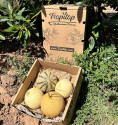 Pack de melões premium