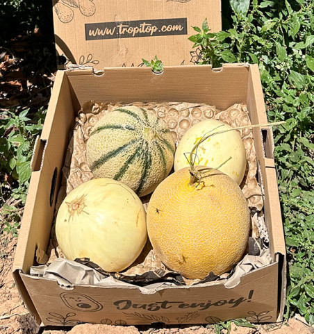 Premium-Melonenpaket Online Kaufen | Ausgewählte Melonen | Tropitop