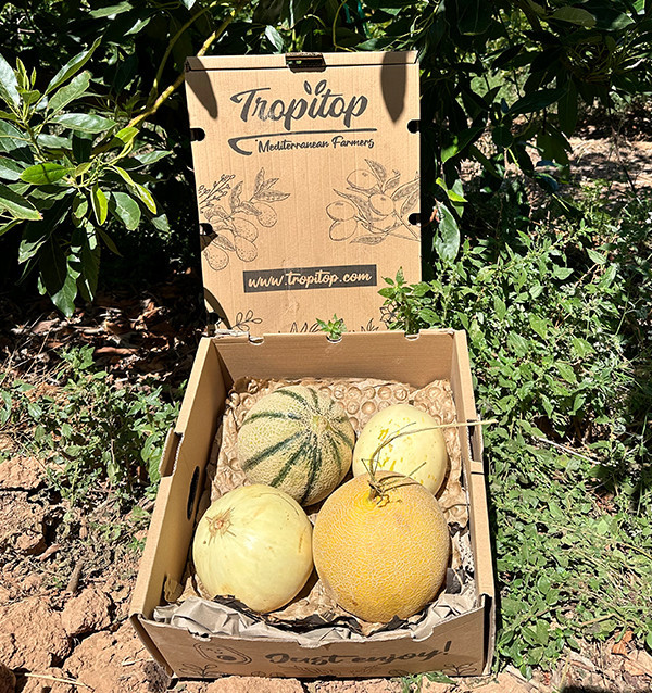 Acquistare Pack Meloni Premium Online | Meloni Selezionati | Tropitop