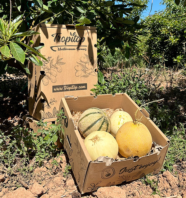 Premium-Melonenpaket Online Kaufen | Ausgewählte Melonen | Tropitop
