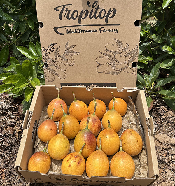 Acquistare Granadilla Online | Granadilla della Colombia | Tropitop