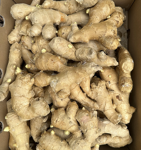 Jengibre