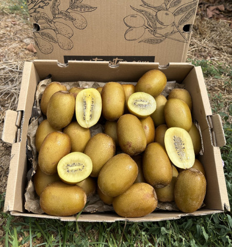 Kiwi Giallo HORECA | Fornitori di Kiwi per Hotel e Ristoranti