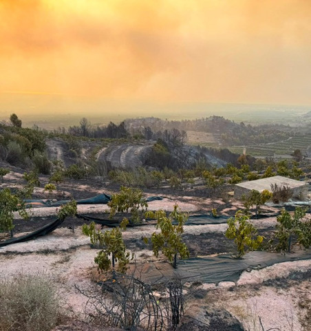 Sponsor a Guava Tree