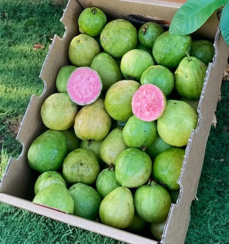 Adotta un albero di guava