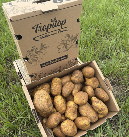 Buy Agria Potatoes Online at Tropitop