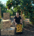 Tangerines