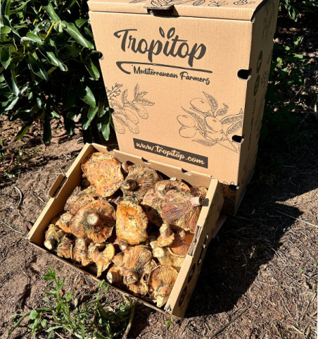 Frische Edel-Reizker (Robellones) online kaufen | Tropitop