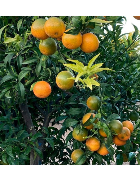 Compre Tangerinas Clementina online