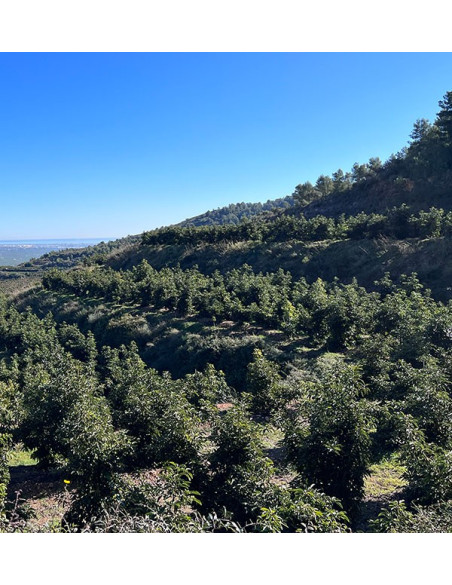 Avocat Hass | Achetez en ligne