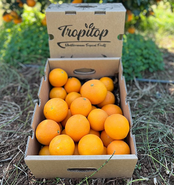 Naranjas Valencianas