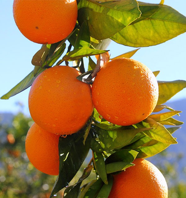 Comprar Naranjas Online | Naranjas Valencianas directas del agricultor