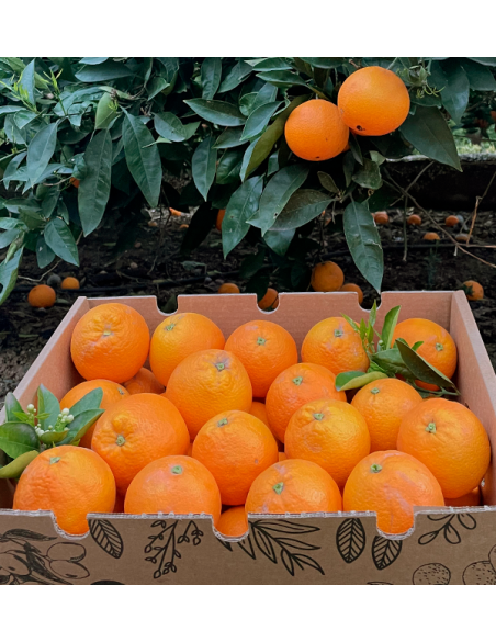 Naranjas Valencianas