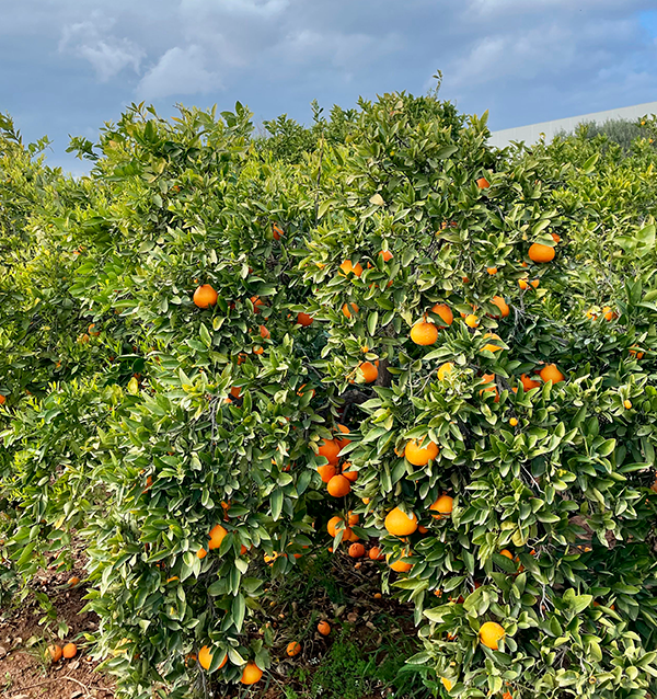 Comprar Naranjas Online | Naranjas Valencianas directas del agricultor