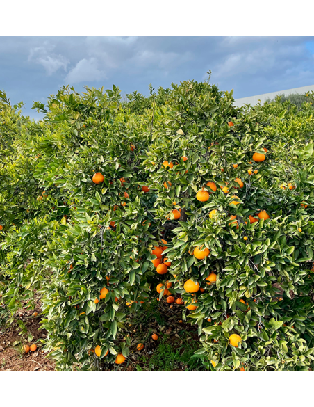 Comprar Naranjas Online | Naranjas Valencianas directas del agricultor