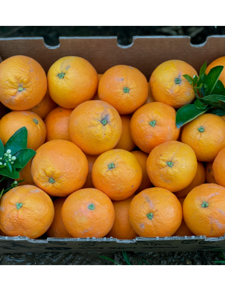 Comprar Naranjas Online | Naranjas Valencianas directas del agricultor