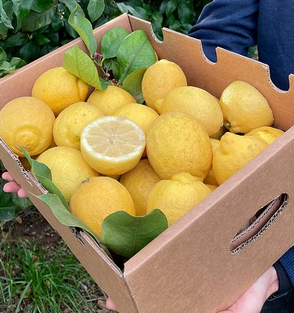 Online Zitronen Kaufen | Frische Zitronen Direkt vom Feld