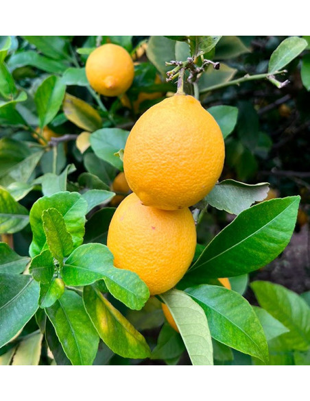 Limones arbol