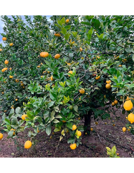 Oranges et citrons | Fruits en ligne