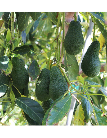 Avocados Online Kaufen | Bestellen aus Spanien - Tropitop